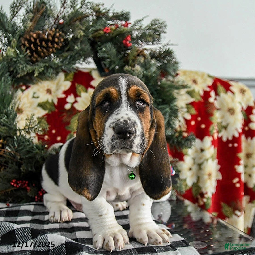 Basset Hound dogs for sale: Freddie - Ad 3