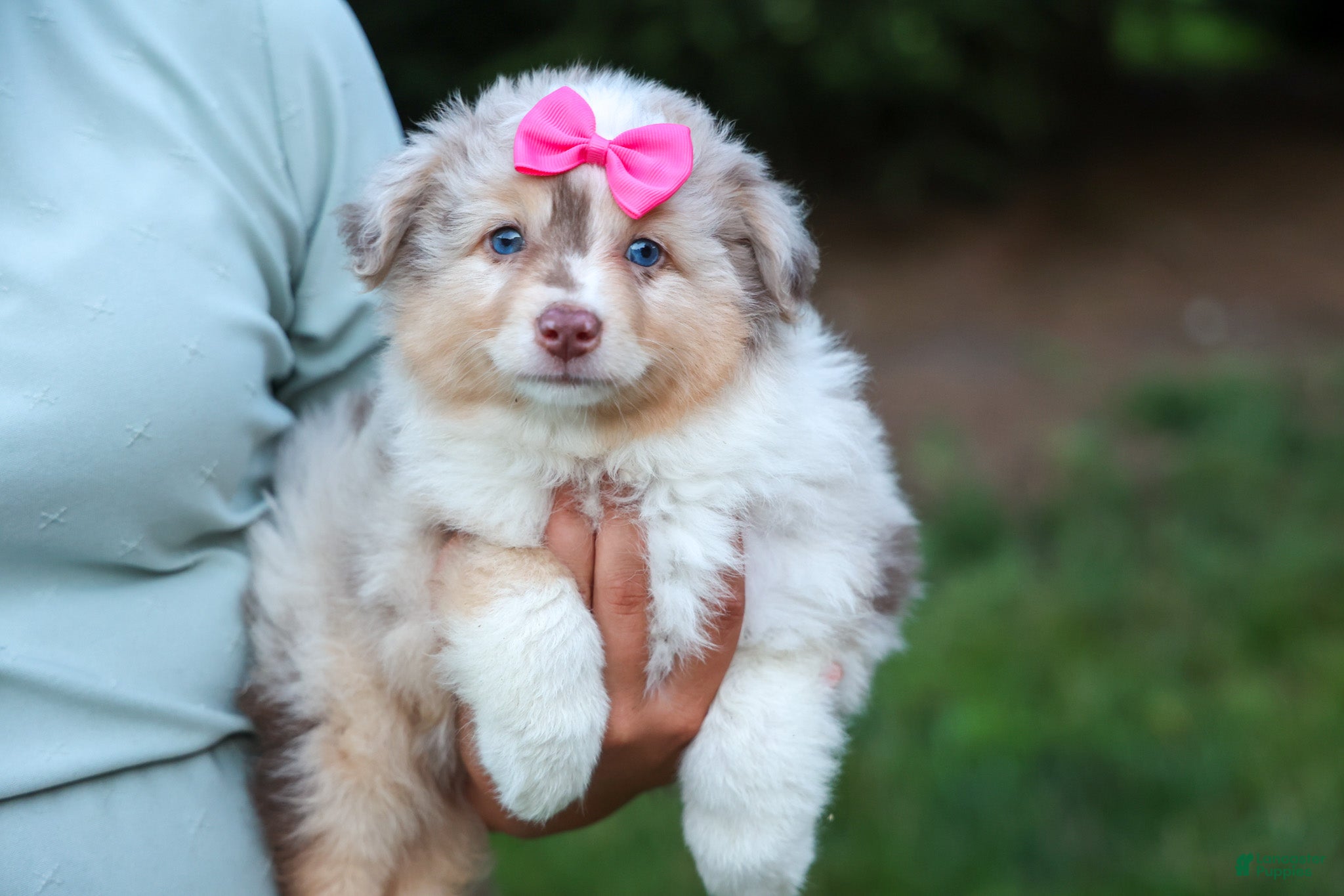 Miniature Australian Shepherd dogs LILY - Ad 2