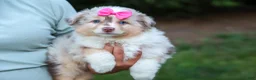 Miniature Australian Shepherd dogs for sale: LILY - Ad 2