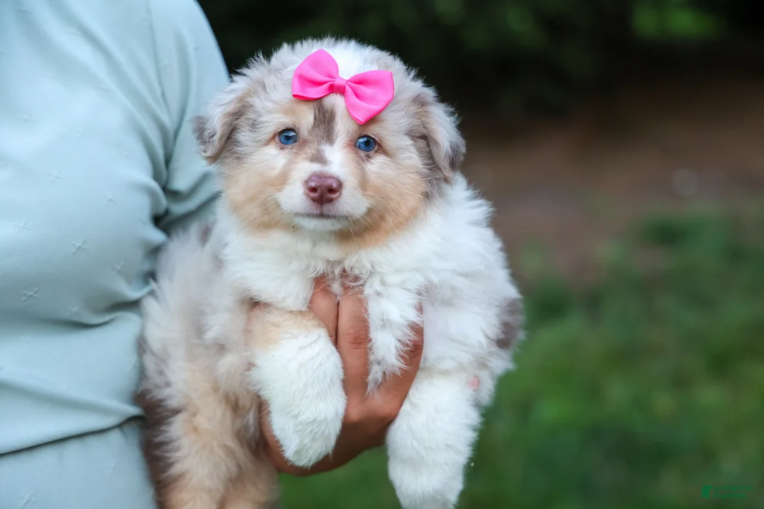 Miniature Australian Shepherd dogs for sale: LILY - Ad 2