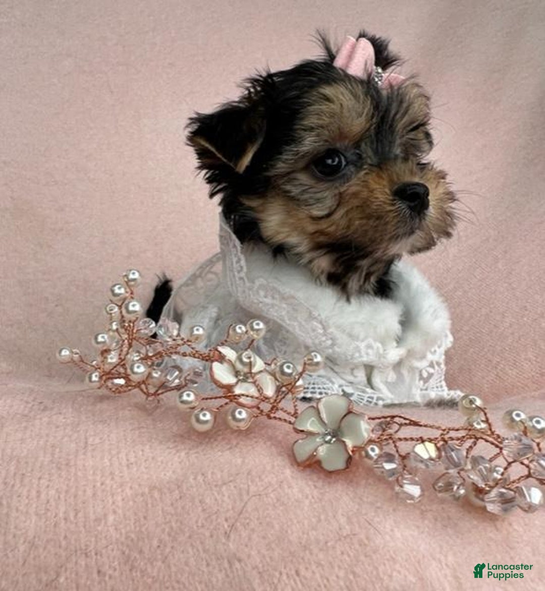 Yorkshire Terrier dogs for sale: Yorkshire Terrier Puppy 1 - Ad 4