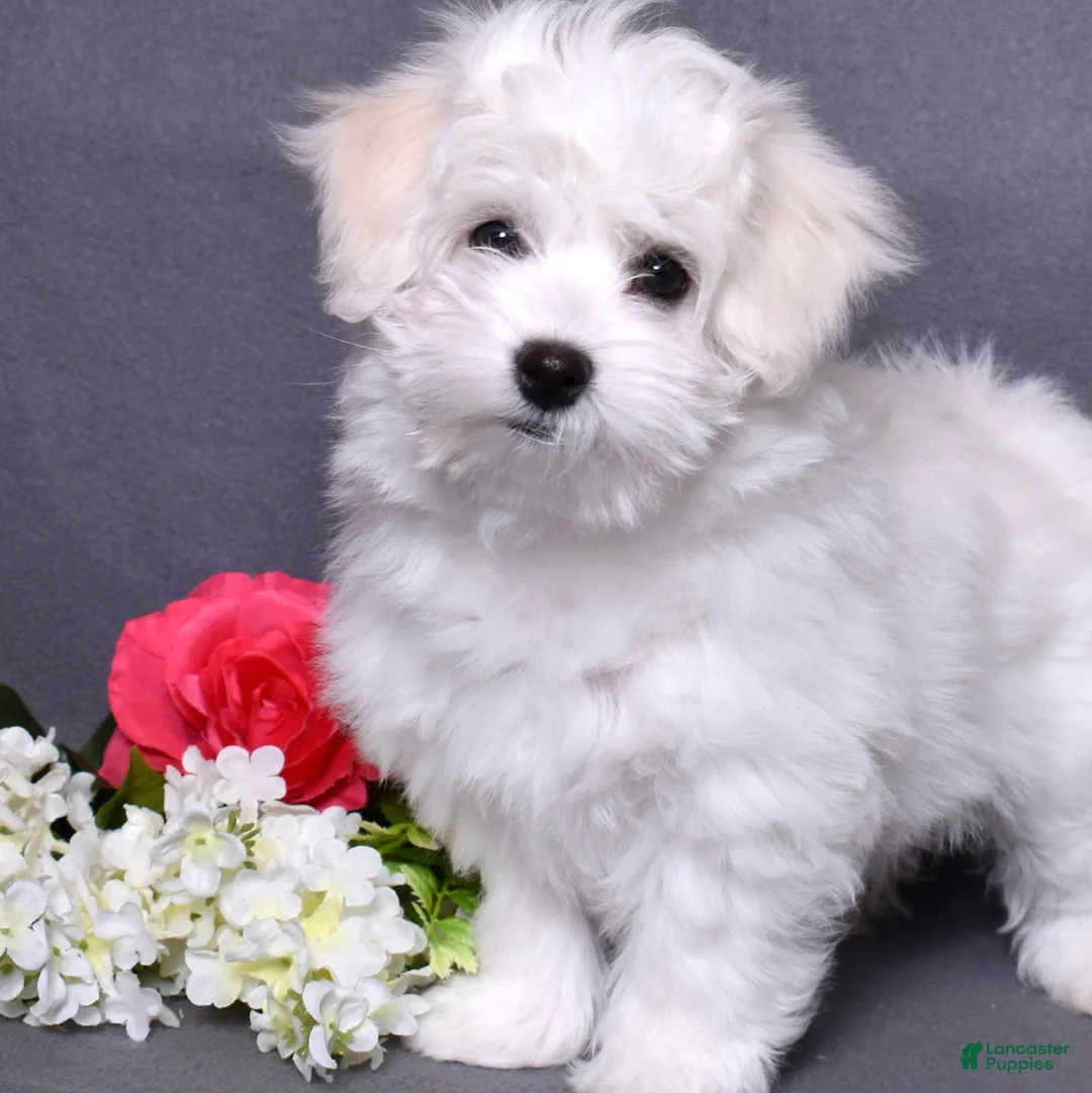 Coton De Tulear dogs for sale: Olivia  - Ad 1