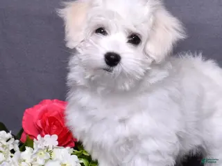 Coton De Tulear dogs for sale: Olivia - Ad 2