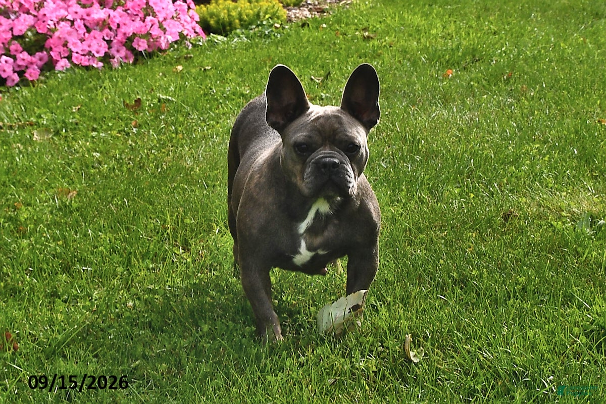 French Bulldog dogs Lollie - Ad 1