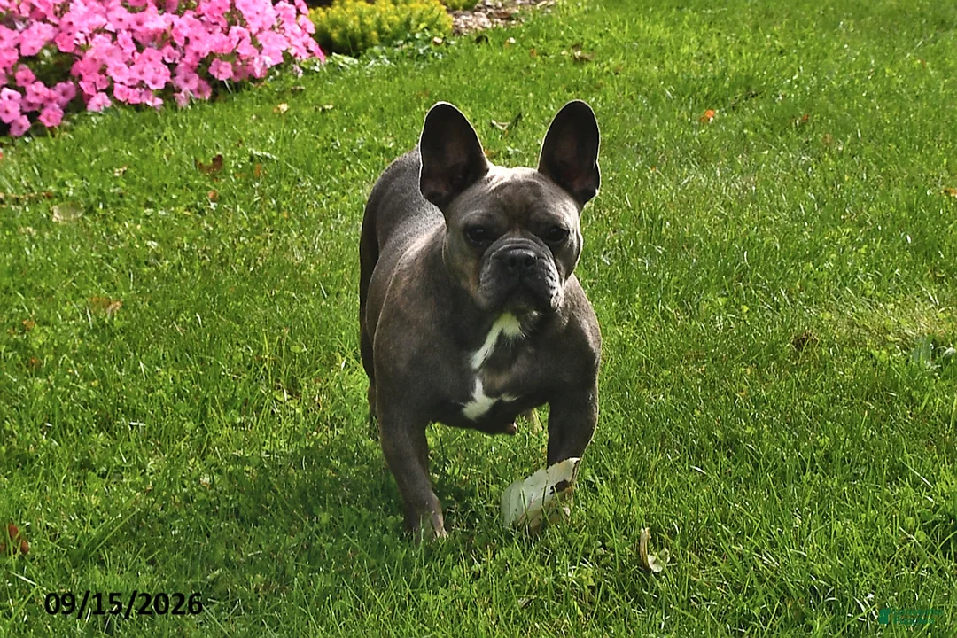 French Bulldog dogs for sale: Lollie - Ad 1