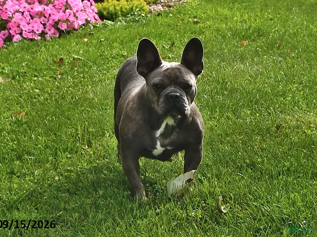 French Bulldog dogs for sale: Lollie - Ad 1