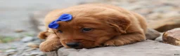 Golden Retriever dogs for sale: Quincy💙 - Ad 10