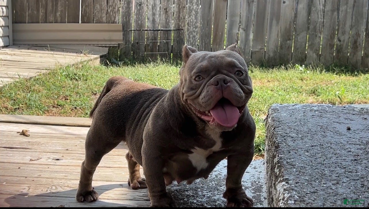American Bully dogs Princess cherry - Ad 1