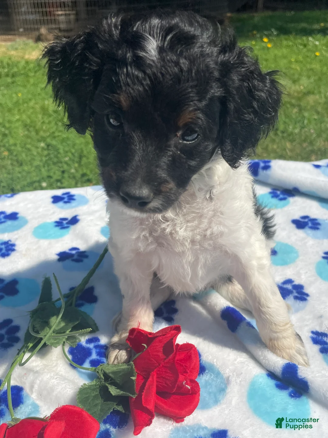 Mixed Breed dogs for sale: Pearl - Ad 2