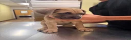 Cane Corso dogs for sale: Cane Corso 4 - Ad 1