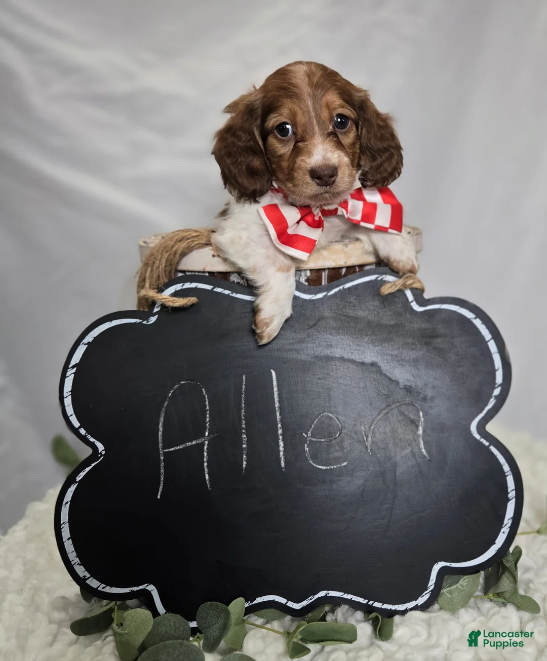Miniature Dachshund dogs for sale: Allen - Ad 4
