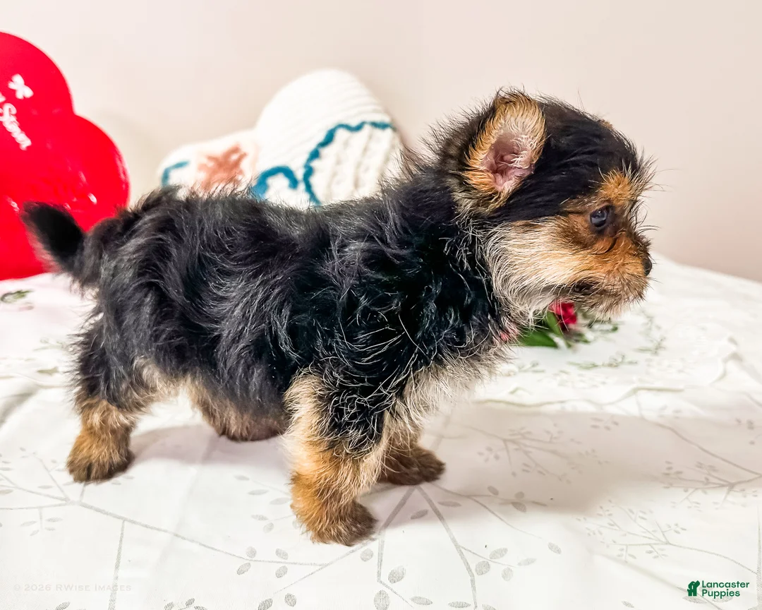 Mixed Breed dogs for sale: Madison - Ad 3