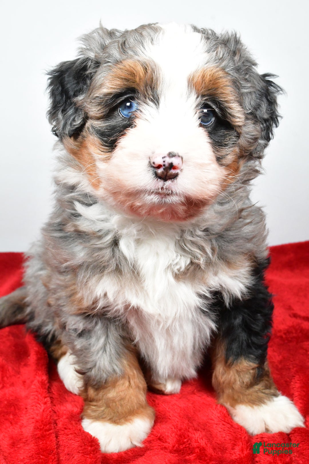 Mini Bernedoodle dogs for sale: Lucy - Ad 4