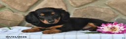 Miniature Dachshund dogs for sale: Rodney - Ad 4