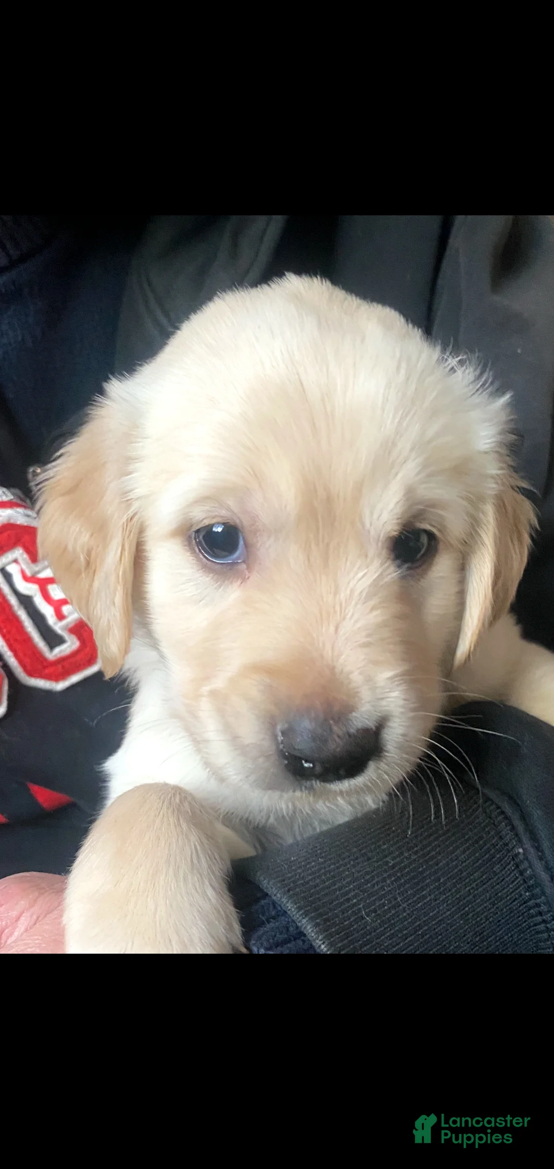 Golden Retriever dogs for sale: Golden Retriever Puppy 2 - Ad 1