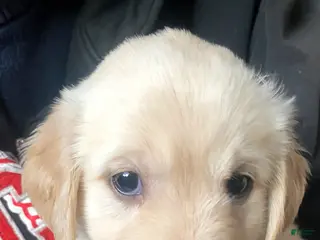 Golden Retriever dogs Golden Retriever Puppy 2 - Ad 8