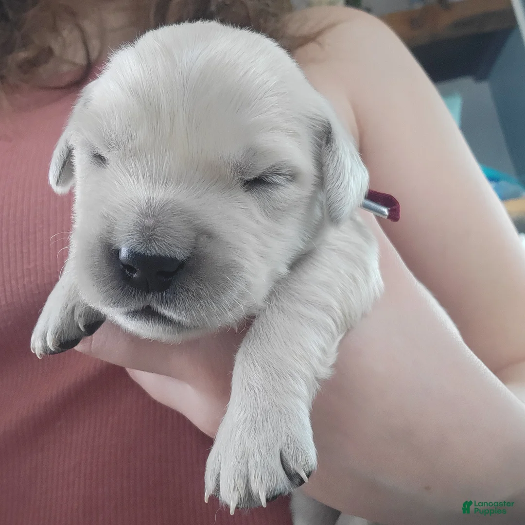 Golden Retriever dogs for sale: Chex - Ad 4