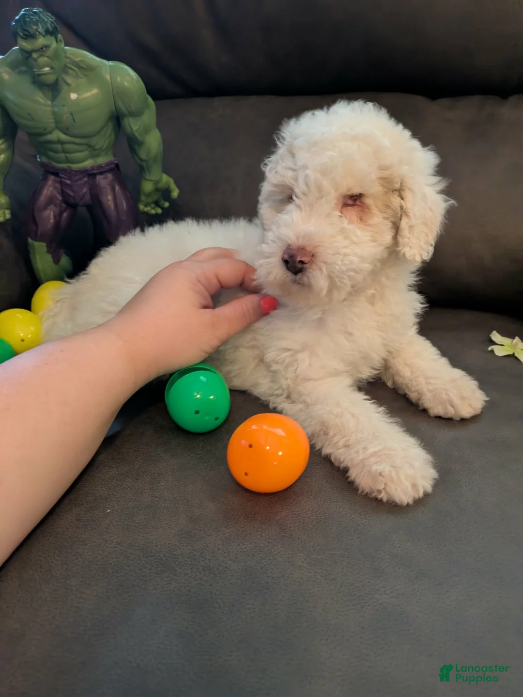 Miniature Poodle dogs for sale: Lennon ☆BLIND☆ - Ad 1