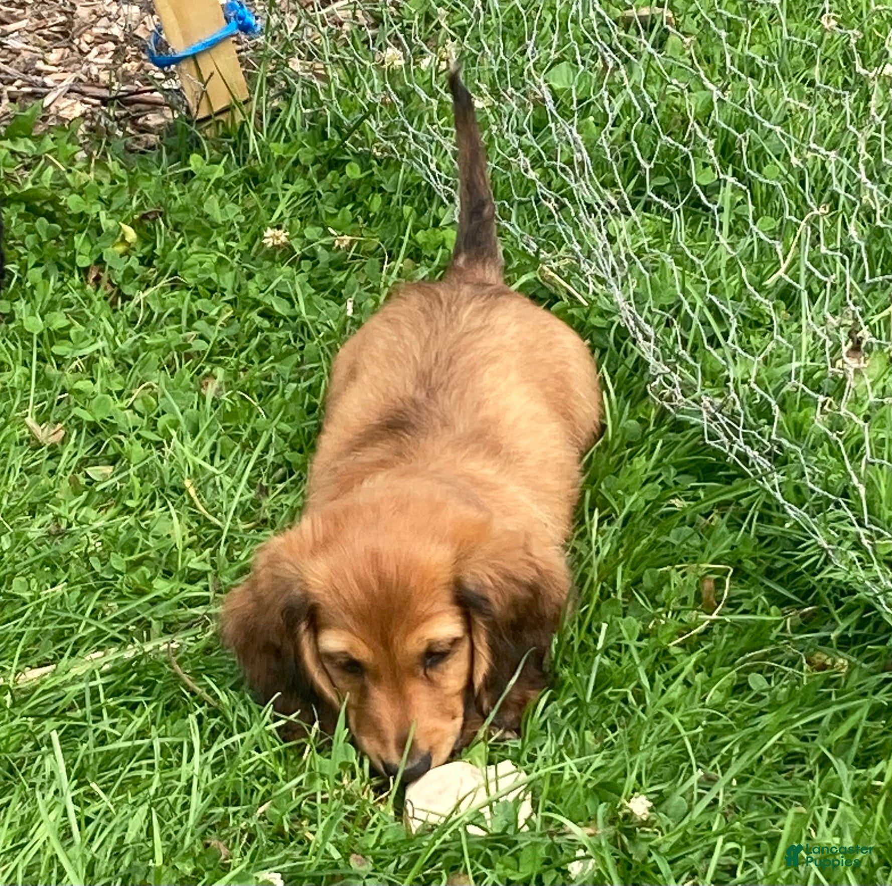 Miniature Dachshund dogs Sprinkles - Ad 27