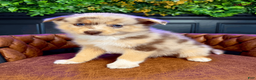 Pomsky dogs for sale: Leo - Ad 1