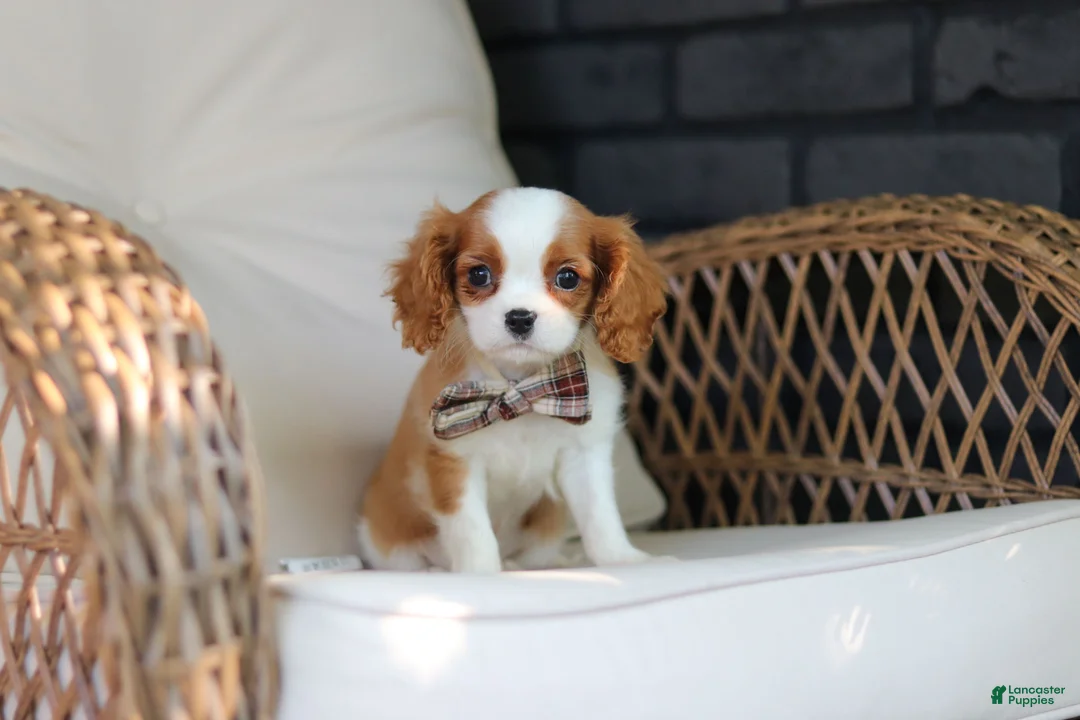Cavalier King Charles Spaniel dogs for sale: Gus - Ad 2