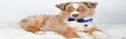 Miniature Australian Shepherd dogs for sale: Patrick - Ad 8