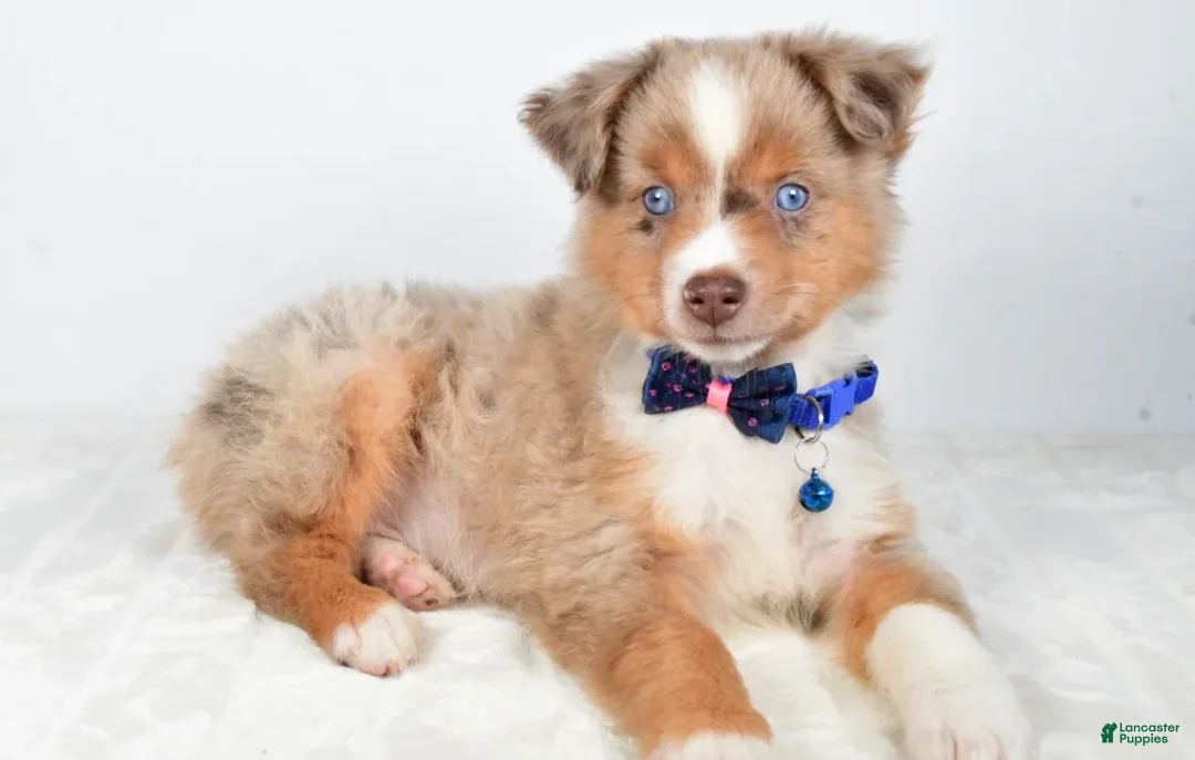 Miniature Australian Shepherd dogs for sale: Patrick - Ad 8