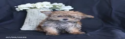 Yorkiepoo dogs for sale: Tiny - Ad 2