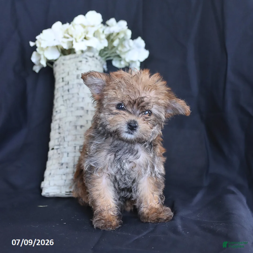 Yorkiepoo dogs for sale: Tiny - Ad 2