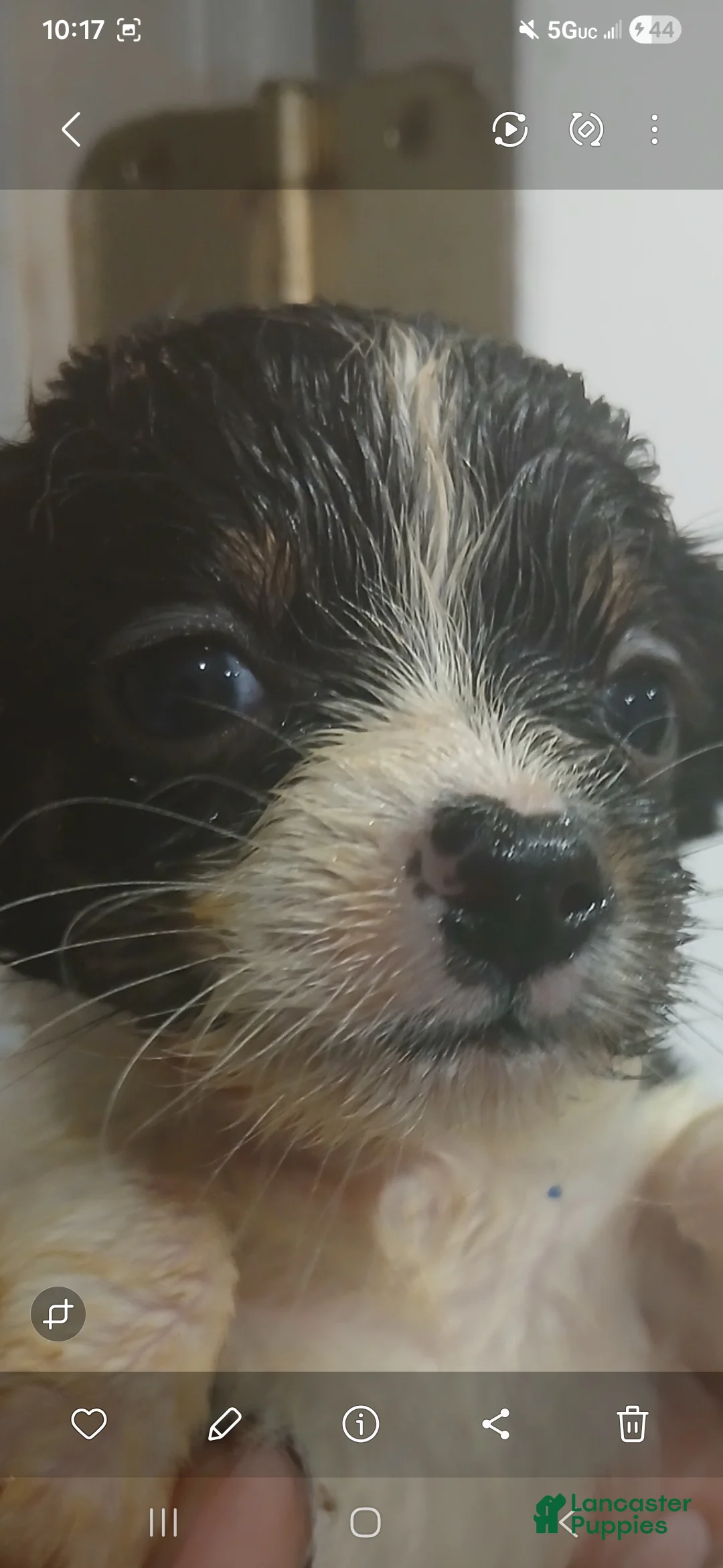 Chiweenie dogs for sale: Chiweenie Puppy 1 - Ad 2