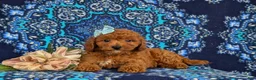 Cavapoo dogs for sale: Giselle - Ad 5