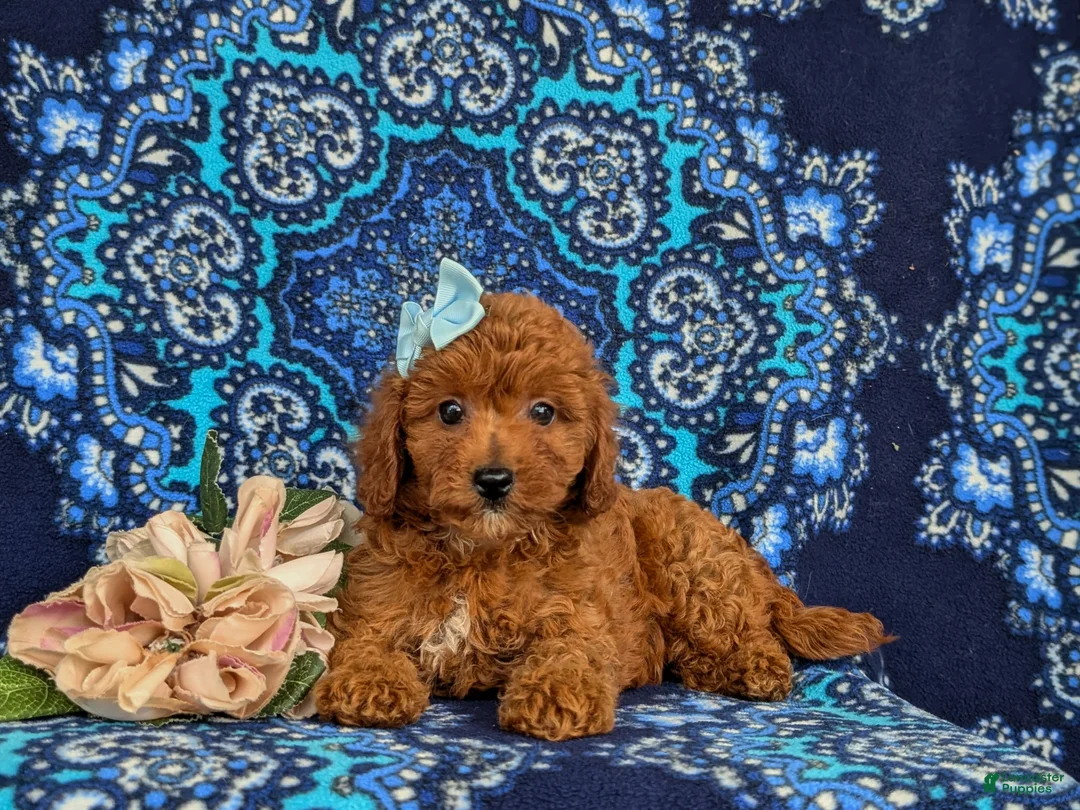 Cavapoo dogs for sale: Giselle - Ad 5
