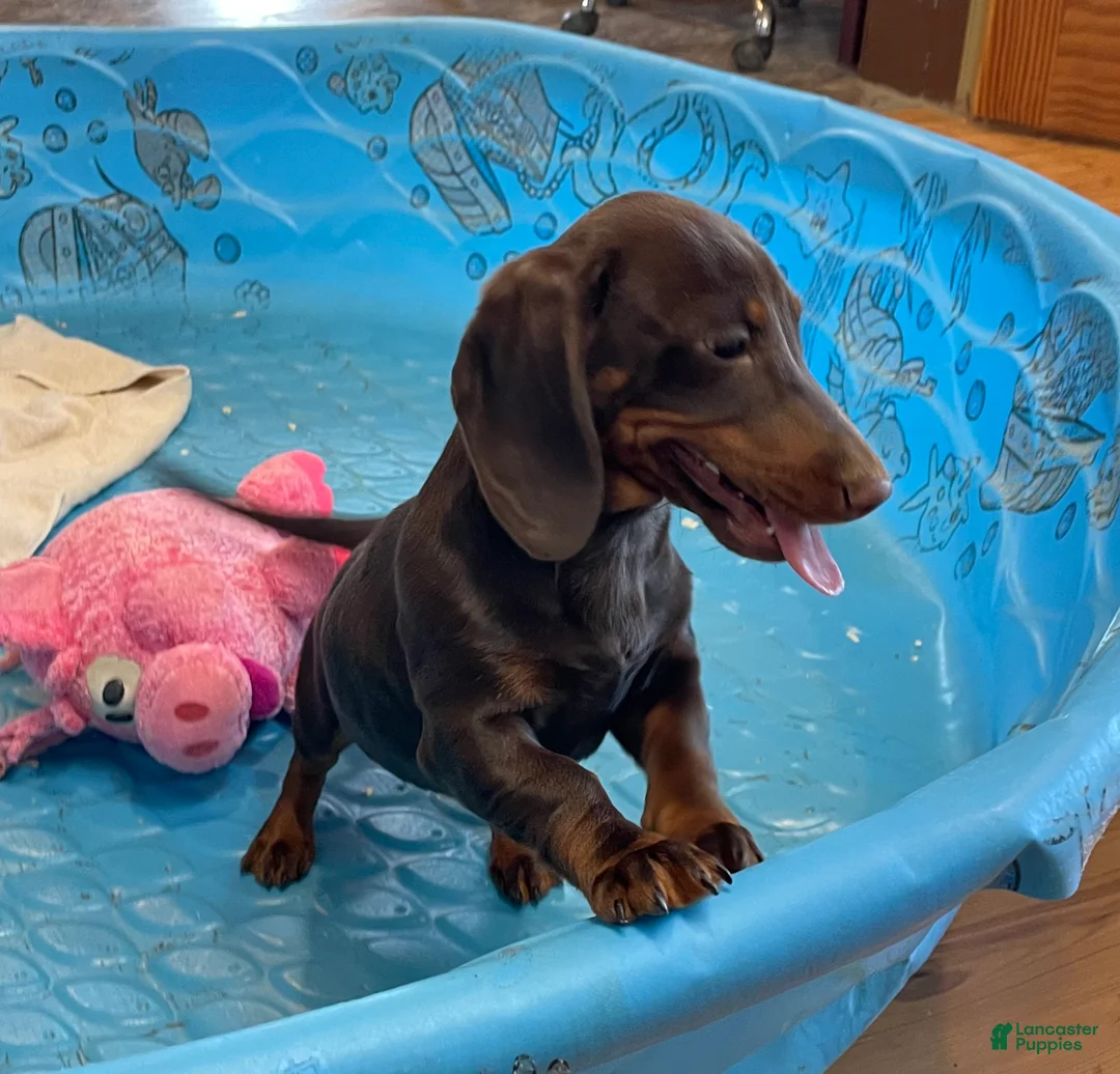 Dachshund dogs for sale: Karla - Ad 6
