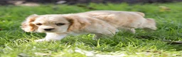 Cocker Spaniel dogs for sale: Buddy Cocker Spaniel  - Ad 6