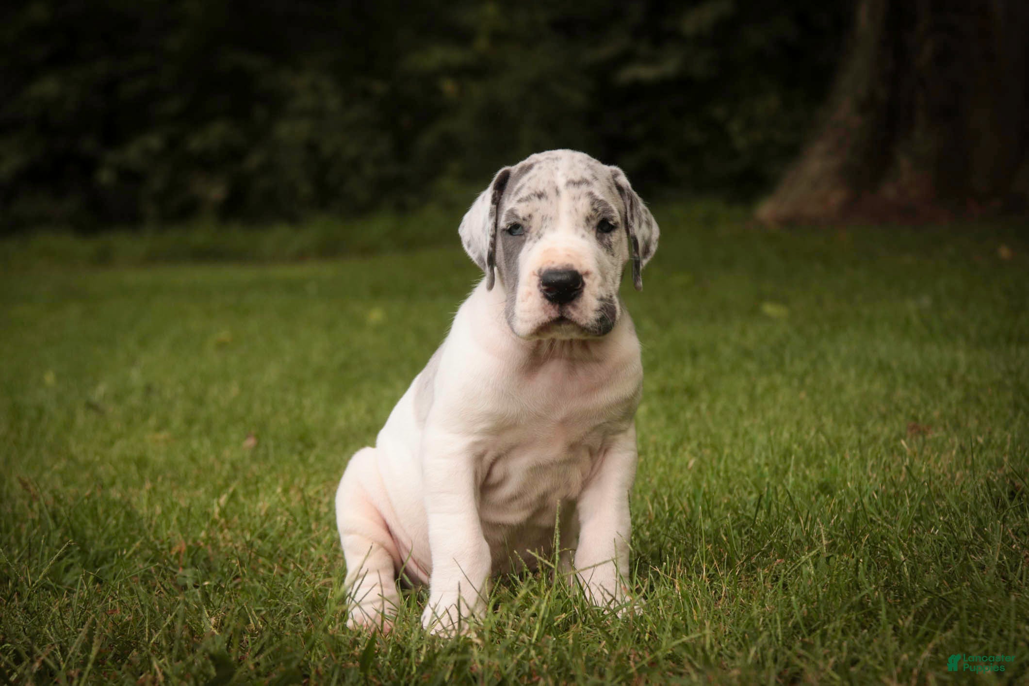 Great Dane dogs Colton Great Dane  - Ad 1