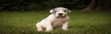 Colton Great Dane 