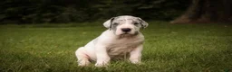 Great Dane dogs for sale: Colton Great Dane  - Ad 1