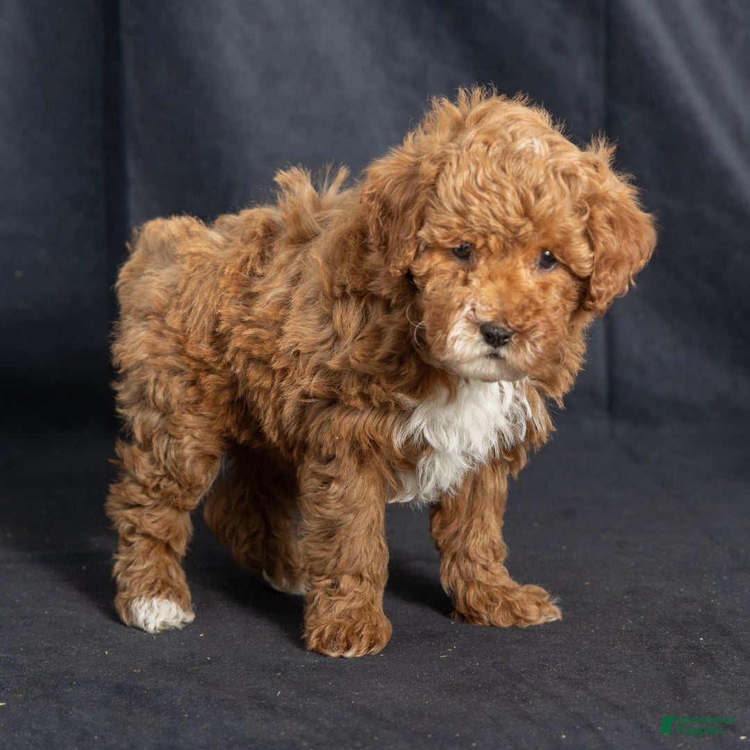 Miniature Poodle dogs for sale: Kendan - Ad 4