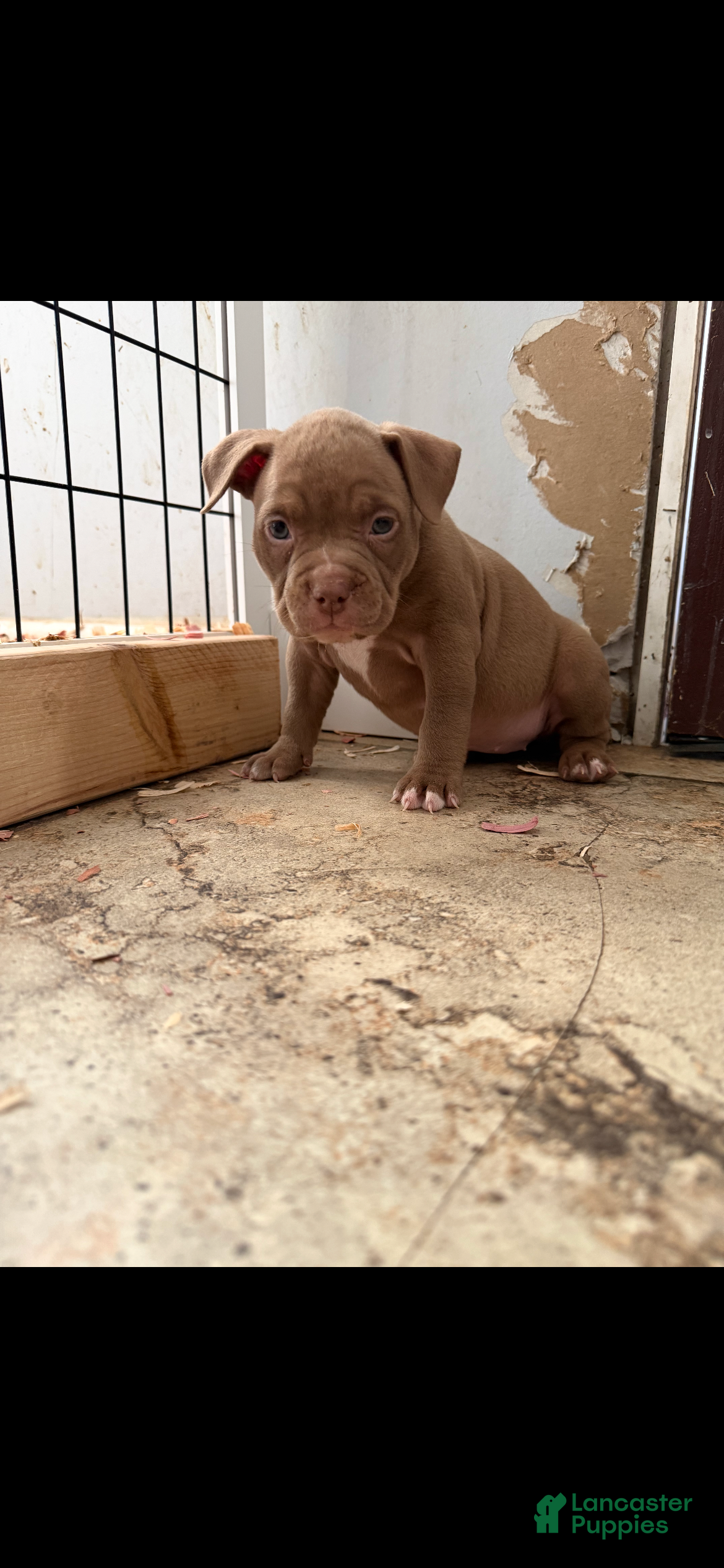 American Bully dogs American Bully 6 - Ad 3