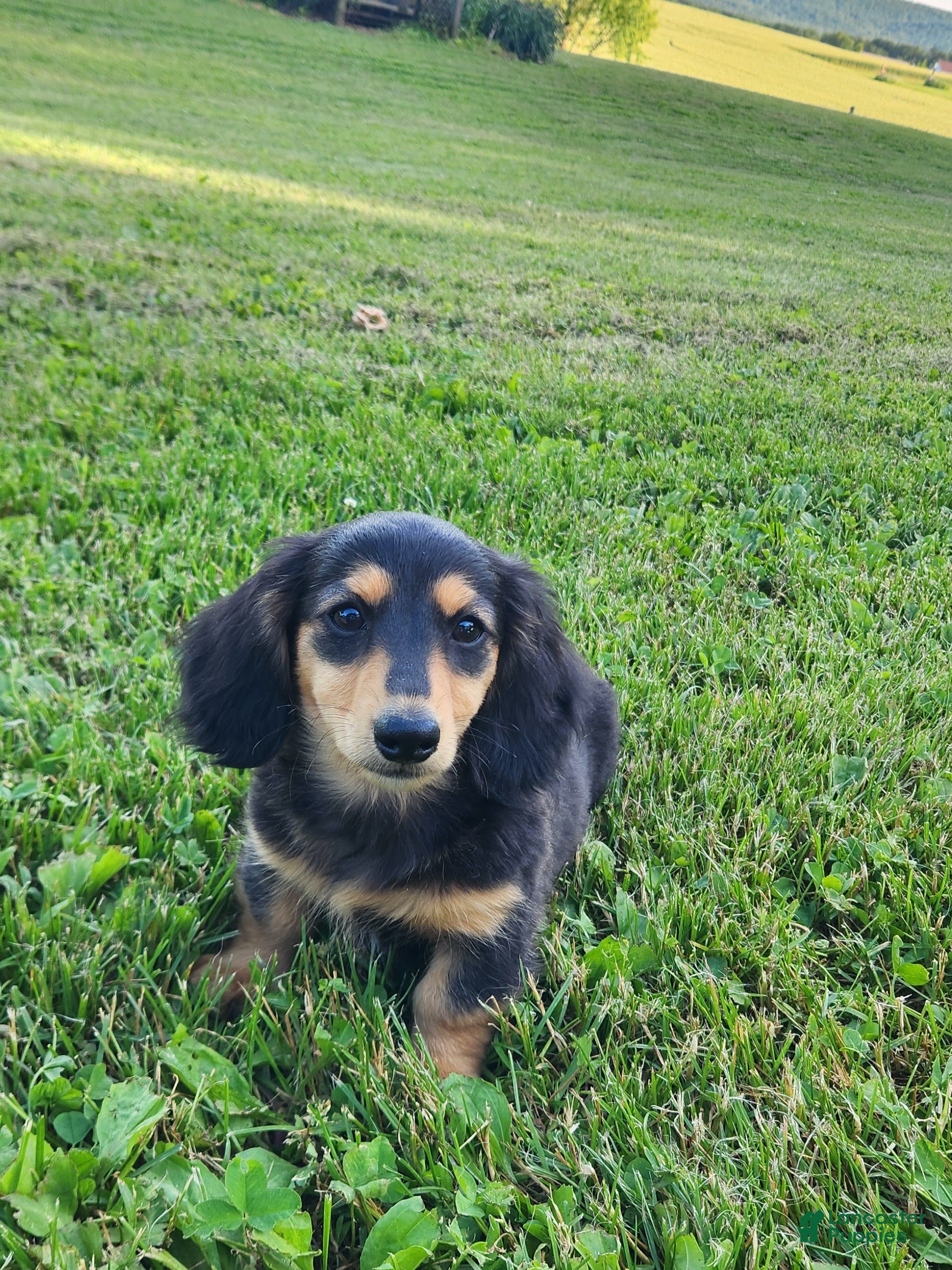 Miniature Dachshund dogs Oscar - Ad 1