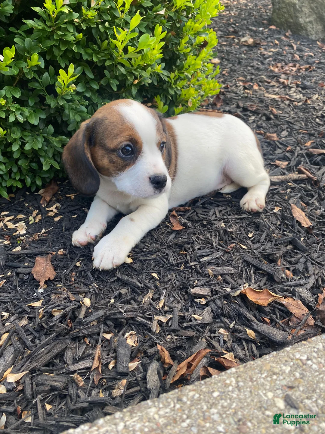 Mixed Breed dogs for sale: Jo - Ad 12