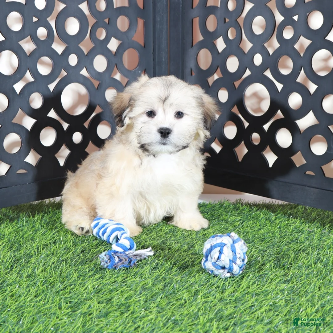 Shorkie dogs for sale: Pumpkin Playful Male Shorkie Puppy - Ad 1