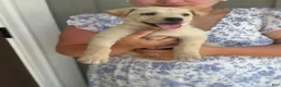Mixed Breed dogs for sale: Mixed Breed Puppy 7 - Ad 12