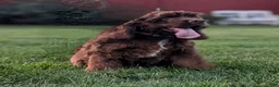 Cocker Spaniel dogs for sale: Lincoln - Ad 7
