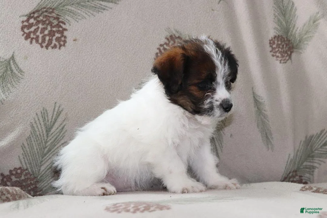 Mixed Breed dogs for sale: Frank - Ad 2