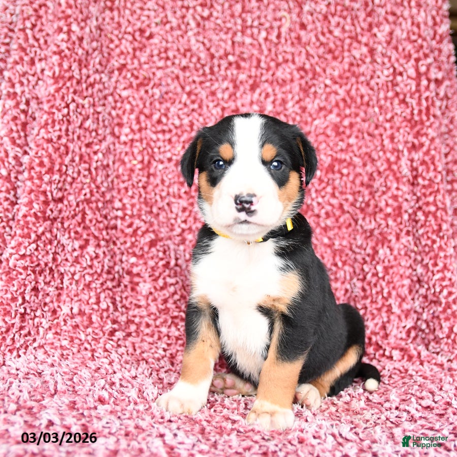Greater Swiss Mountain Dog dogs Jimmy - Ad 2