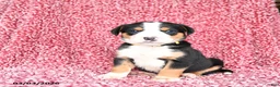Greater Swiss Mountain Dog dogs for sale: Jimmy - Ad 2