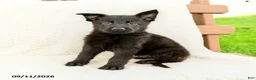 German Shepherd dogs for sale: Boone - Ad 4