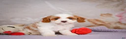 Cavapoo dogs for sale: Layla - Ad 3