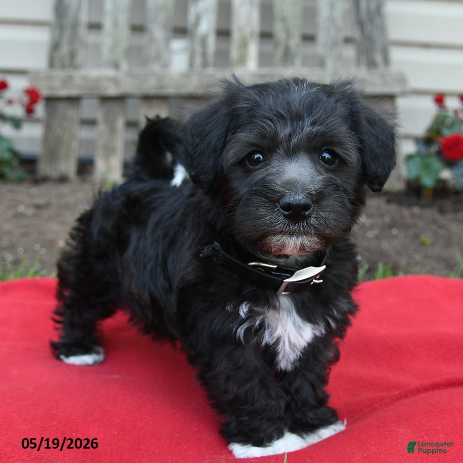 Schnoodle dogs Benni  - Ad 2